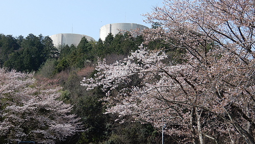 宇曽川の桜