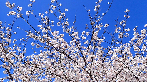 風強し荒神山544