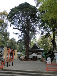 賀茂神社