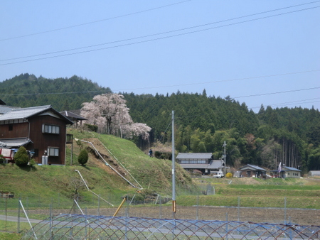 天満宮・畑のしだれ桜