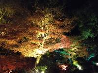 竹林院、だそうです。 2023/12/03 15:25:04