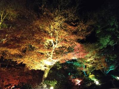 竹林院、だそうです。