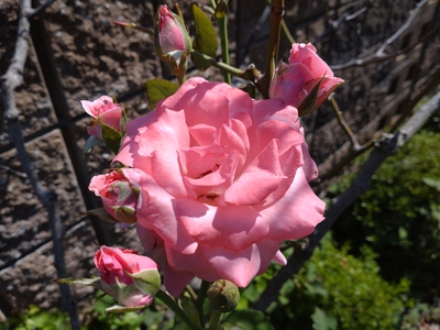 君は薔薇より美しい♪