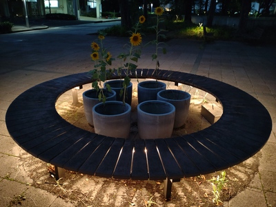 向日葵たちもココロ揺れる。