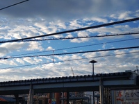 孤高に咲くなり。 2023/09/07 18:58:30