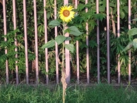暮れかかる空を見上げて立つ花よ。 2023/09/08 19:29:43
