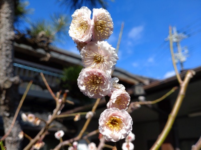 梅の花/桃の節句に/めでたいな♪