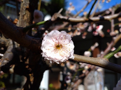 梅の花/桃の節句に/めでたいな♪