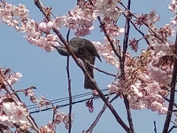 鳥とサクラと肉そばと。 2024/03/14 17:21:43