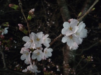 もうひと花、咲かせるか。 2024/04/04 20:02:59