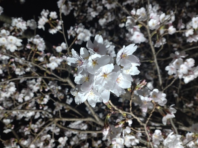 花見日和の日曜日も終わって。