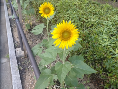 またひとつ完了した。