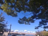 青い空と、青い紅葉よ。 2024/10/13 17:27:56