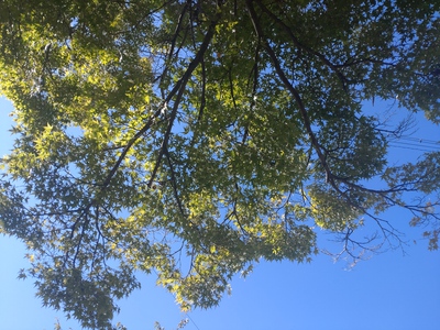 青い空と、青い紅葉よ。