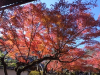 やっと･･･紅葉愛でて、大河ドラマ館も行くことができたー♪ 2024/12/01 17:11:35