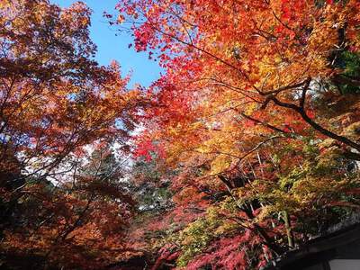 秋の肩身は狭くなるばかりぞ。