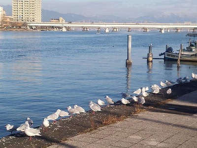 レトロな京阪電車とぷくぷく鳥たち。