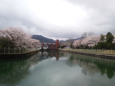 お花見したくて走ったのに！