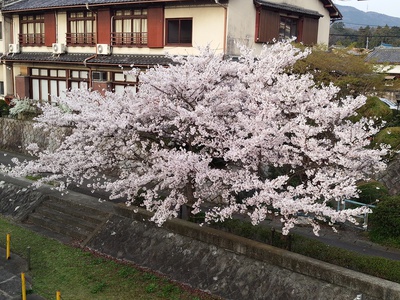 お花見したくて走ったのに！