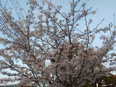 撮りたくなってしまうんだ。