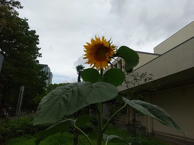 ひとりで、向日葵。