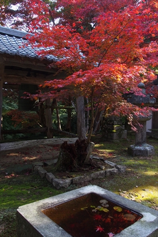 東近江市“観音正寺”“瓦屋寺”“紅葉公園”“藤井彦四郎邸”今日の紅葉情報