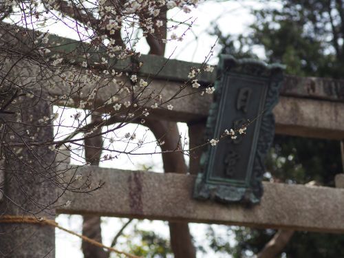 東近江市五箇荘の“梅の花”