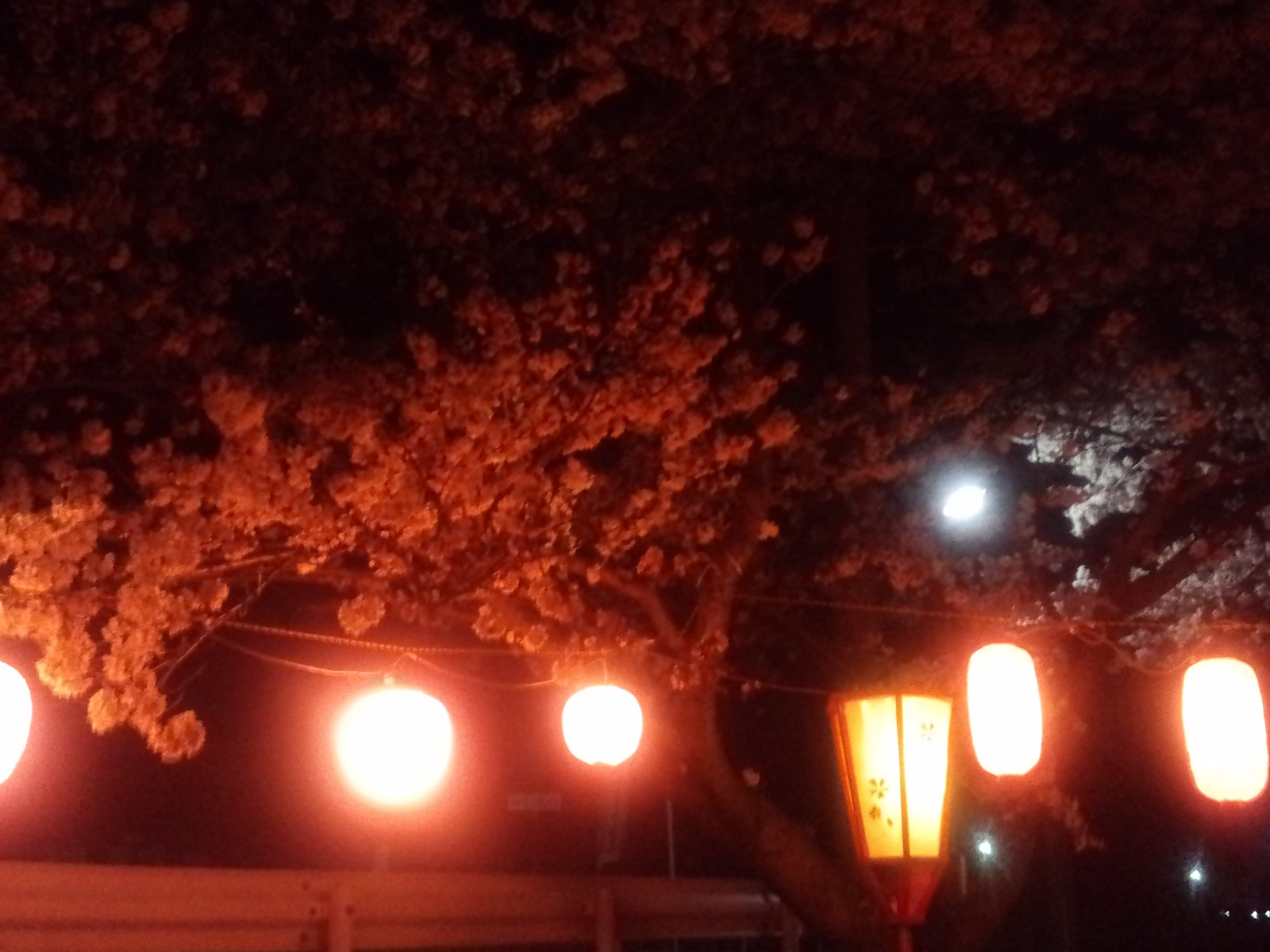 東近江市某所の夜桜