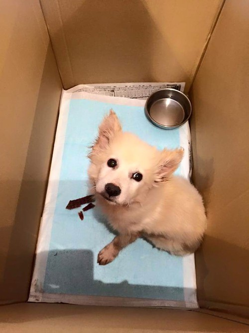 野犬の女の子♡家族募集中