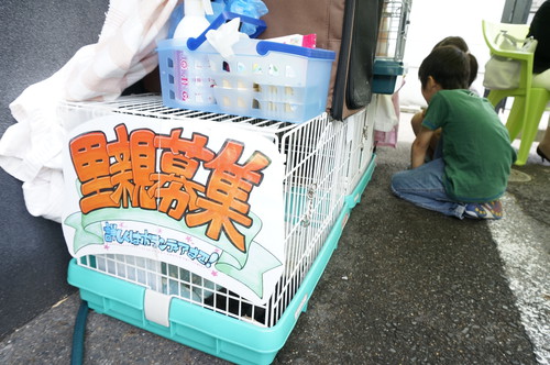 甲賀市で子猫の譲渡会『ねこメルカート！』