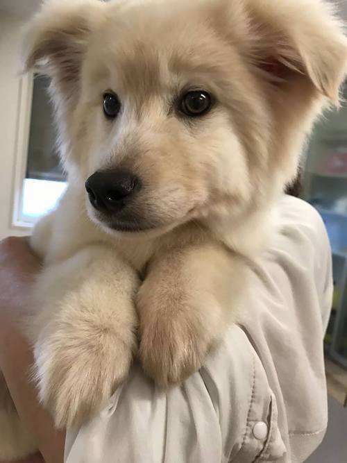 野犬の男の子　家族募集中！