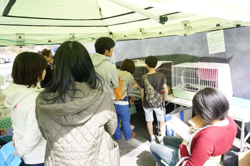 甲賀市で子猫の譲渡会『ねこメルカート！』