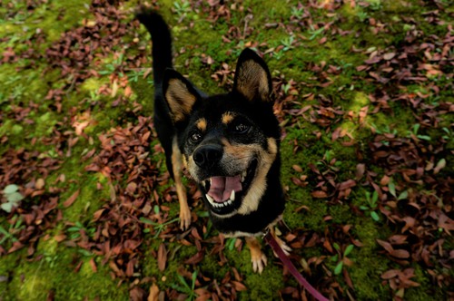 しっぽ達のブログ 滋賀県動物保護管理センター 譲渡候補犬の紹介