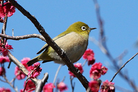 Daiyuuのとある日 春告草と春告鳥