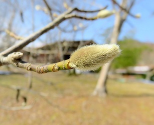 1月のやまであそぼう　その２