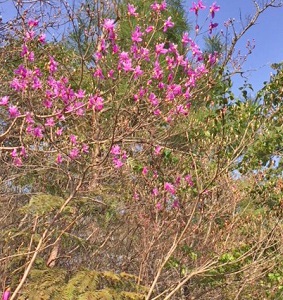 のやまであそぼう　4月