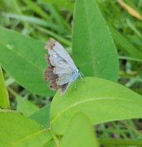 のやまであそぼう　7月