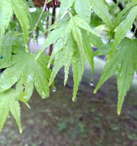 4月の”自然とあそぼ”