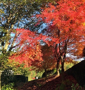 のやまであそぼう　11月