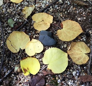 どんぐり山たんけん隊　8月