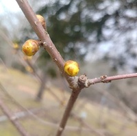 こんにちは　今日は2月10日です。