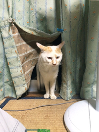 ニューフェイス