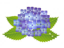 紫陽花
