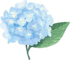 紫陽花