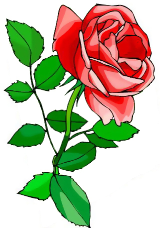 薔薇