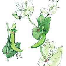 豆の花