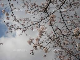 花の冷え