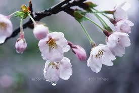 花の雨