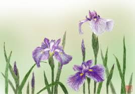 花菖蒲
