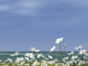 貴船菊